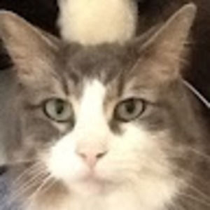 Meet your Posher, Iris